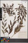 Foto von Salix cinerea L. x Salix viminalis L.